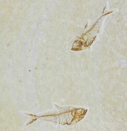 Two Fossil Fish (Diplomystus) - Green River Formation #119648